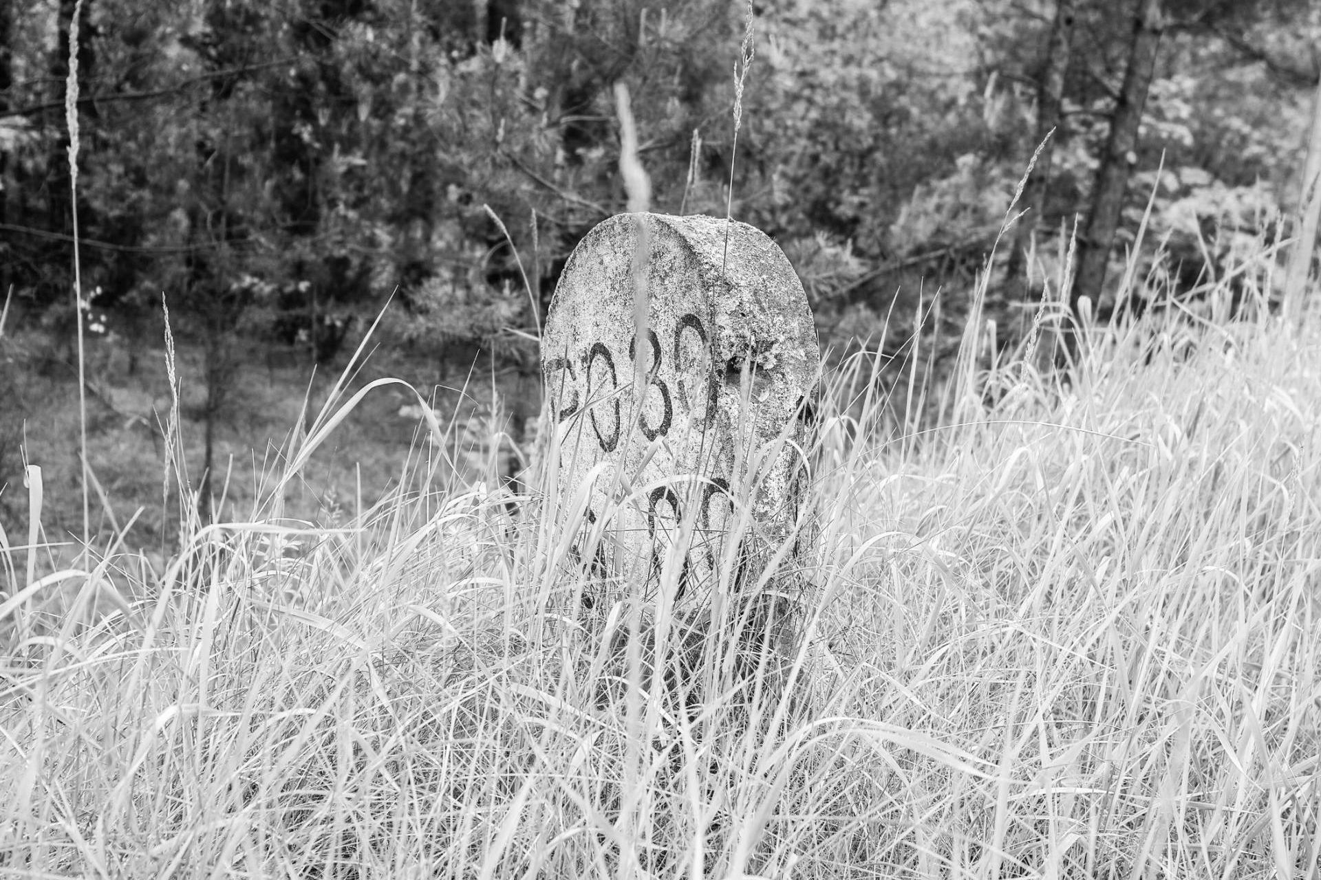 In_Fields_Redux. Post image