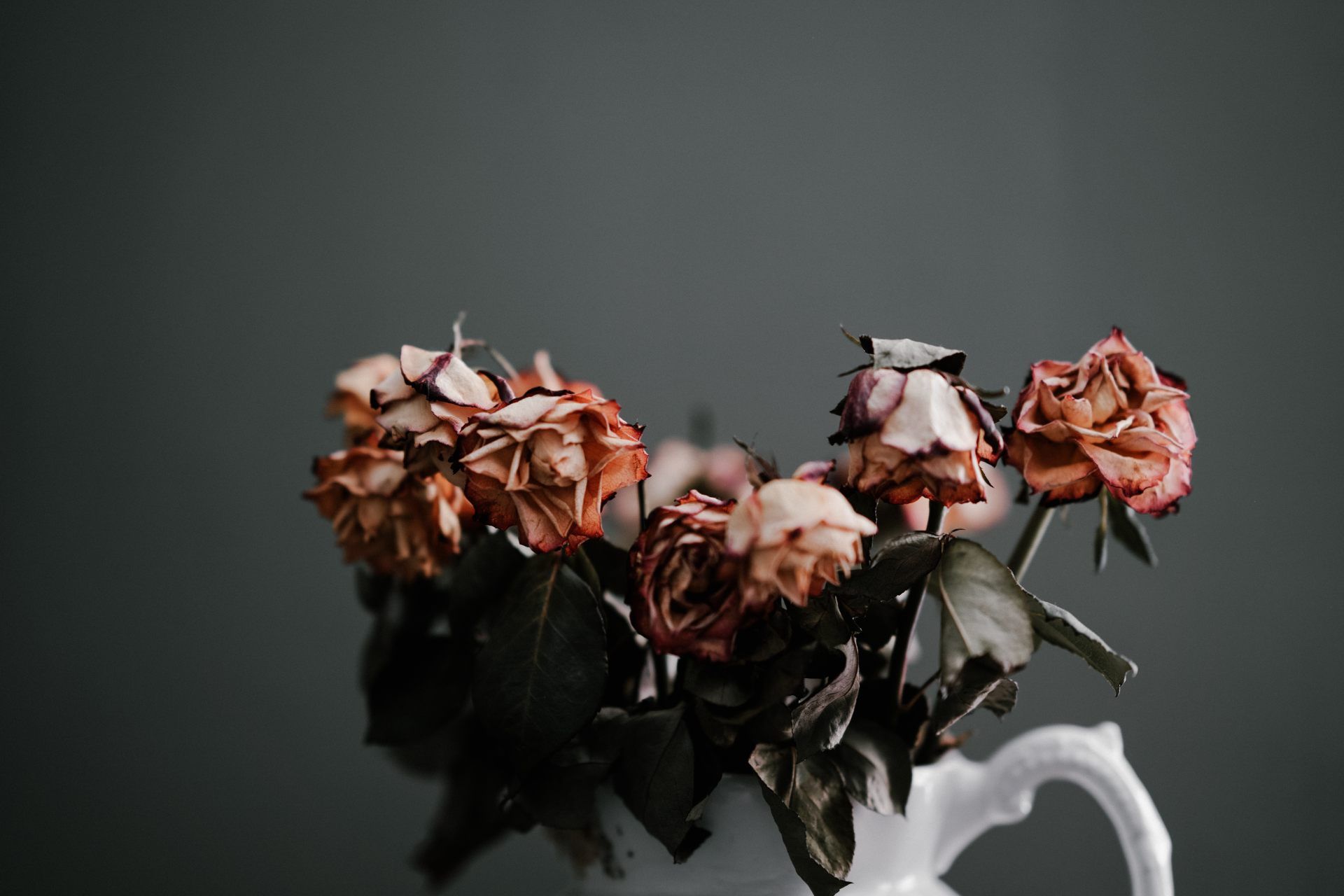 Sometimes Roses Die Too Young. Post image